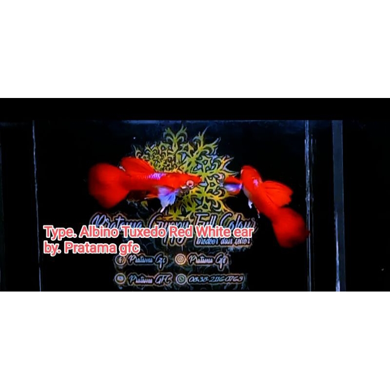 hiasan akuarium ( Albino tuxedo Red white Ear )