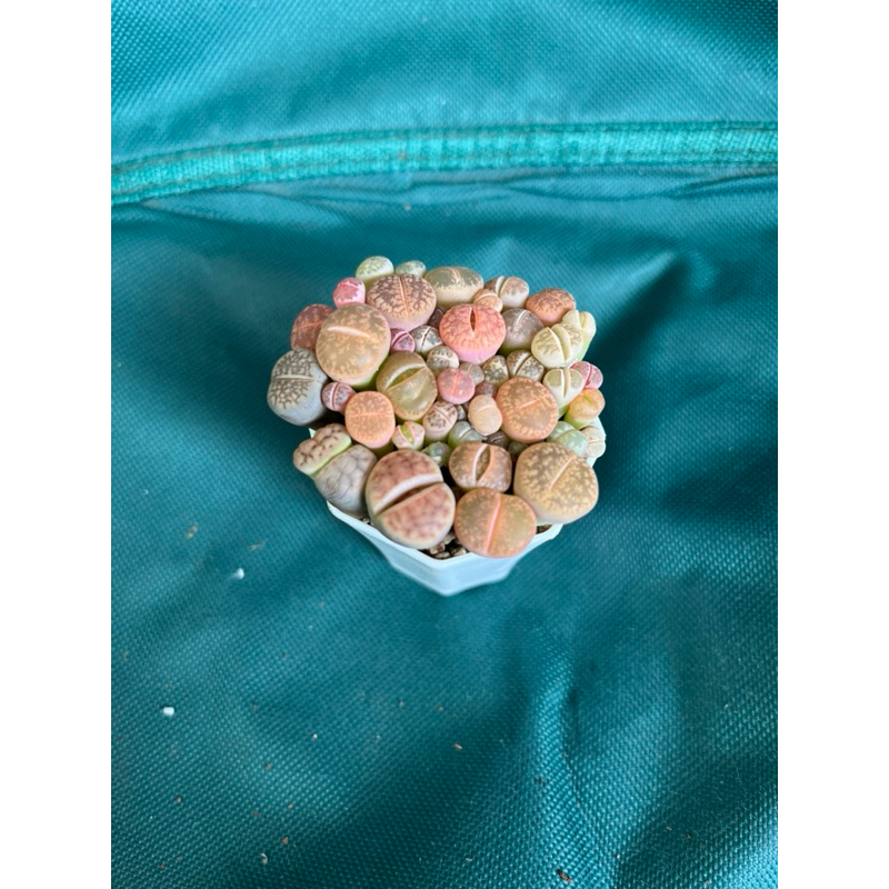 LITHOPS KERYUKAN/LITHOPS ISI BANYAK REAL PICT
