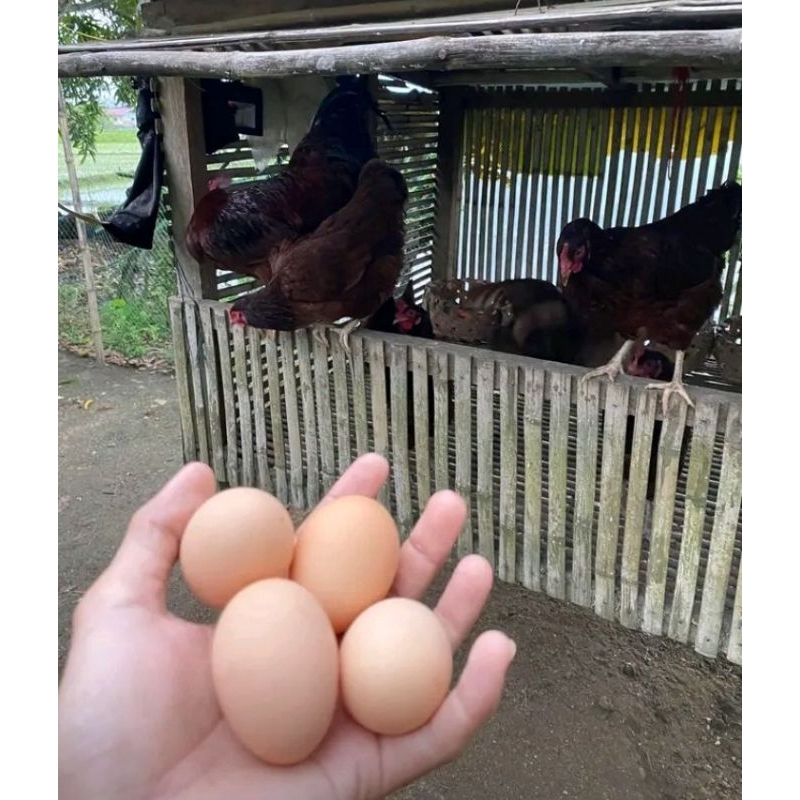 

telur ayam rir fertil untuk di tetaskan