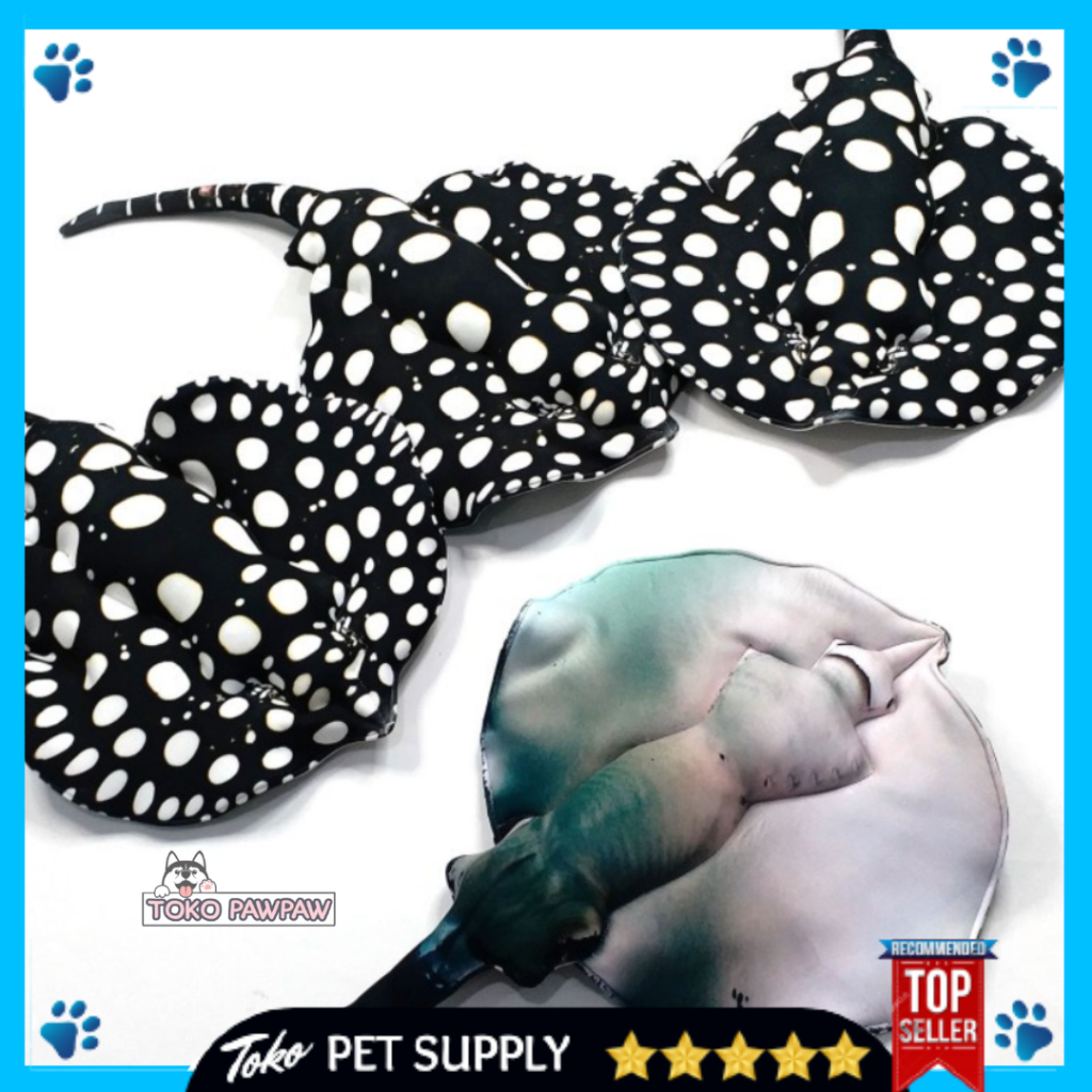 Ikan Pari Black Diamond Ikan Hias Aquarium Aquascape Per Ekor