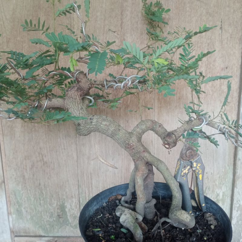 bahan bonsai asam Jawa program akar