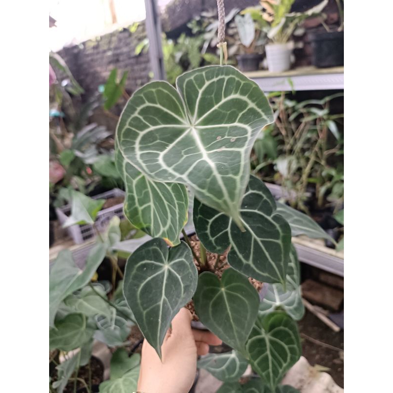 Anthurium Clarinervium