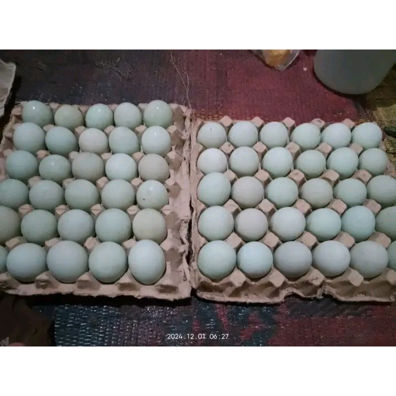 

telur bebek fertill untuk di tetaskan