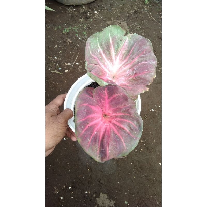 Caladium Nogo Geni Phatalung