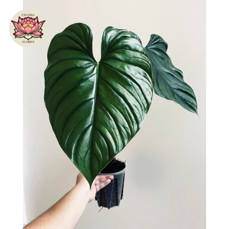 pilodendron plowmani