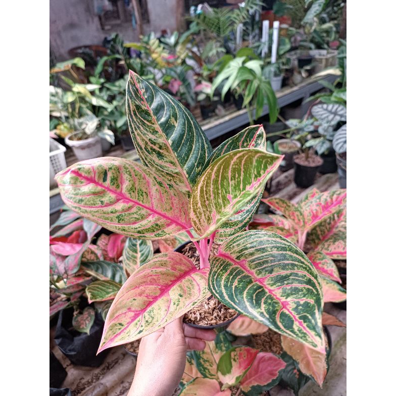 Aglonema Madam Suroyo