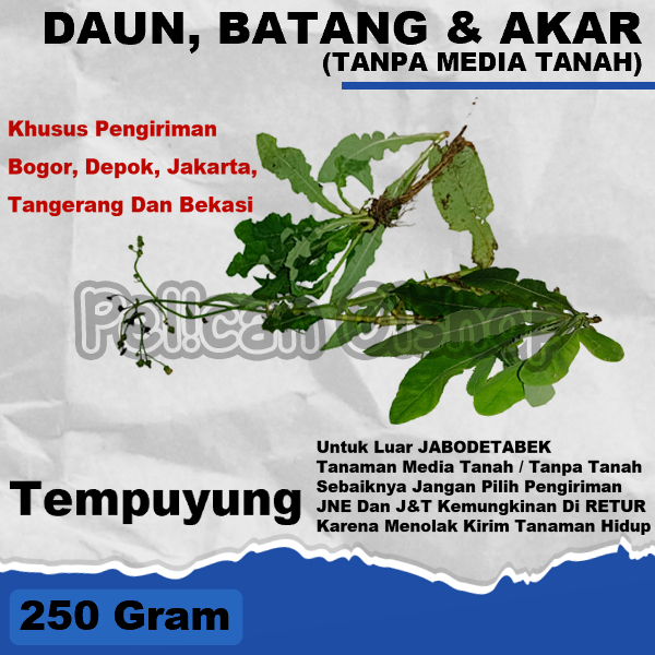 

Tempuyung Daun, Batang Dan Akar Segar 250 Gram Obat Herbal (Mudah Kering)