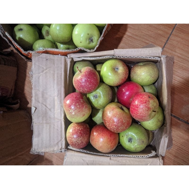 

Apel Chery Rome Beauty Malang dan Apel Malang Manalagi