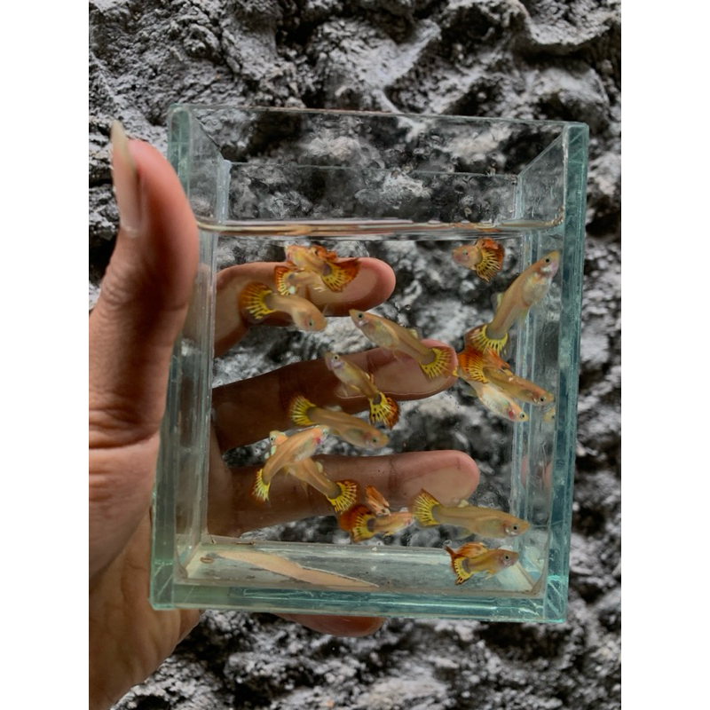 guppy phoenix indukan