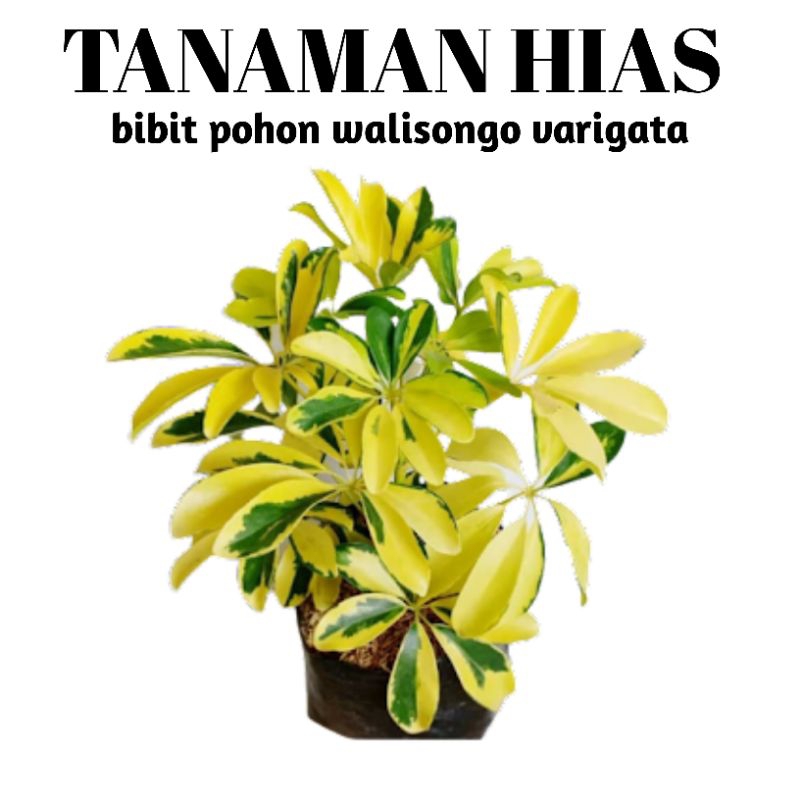 TANAMAN HIAS WALISONGO VARIGATA / POHON WALISONGO VARIGATA / TANAMAN TAHAN PANAS / TANAMAN HIAS / TA