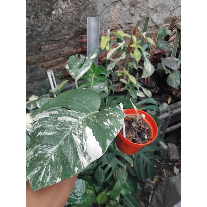 monstera variegata marble, white tiger, 1 daun pancing, REALPICT.