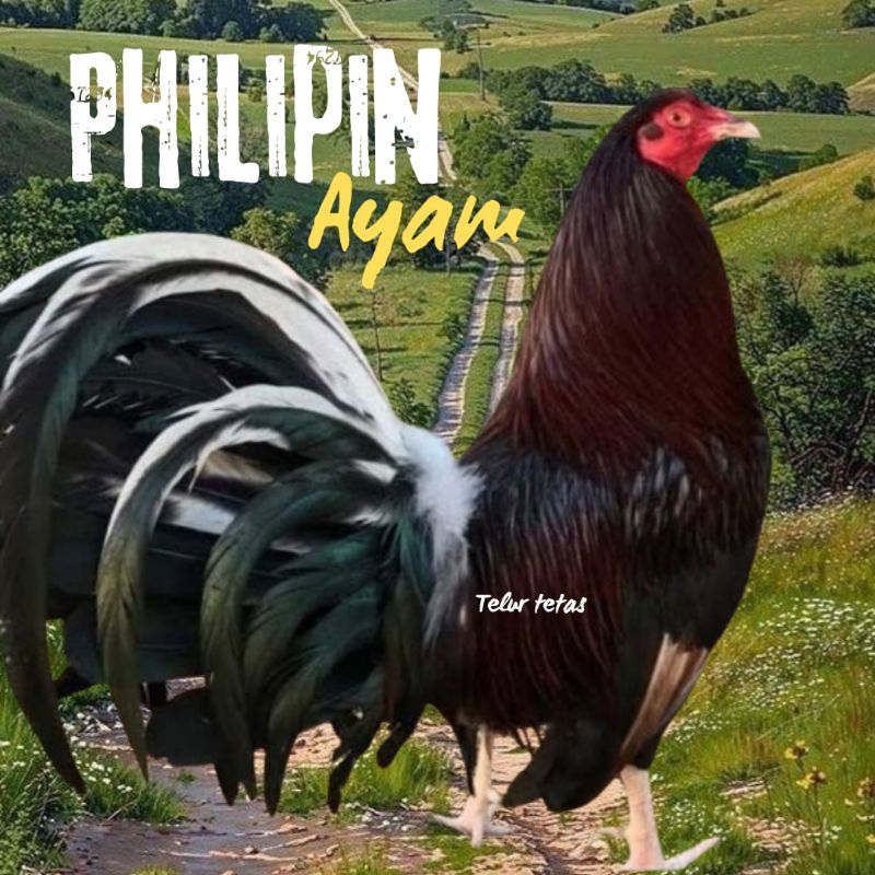 telur ayam philipin asli AK47 bisa untuk di tetaskan