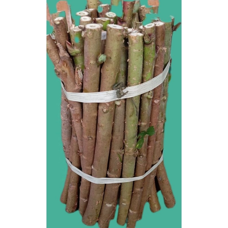 

bibit singkong Papua / tela Papua 20 -25 cm berbagai varian