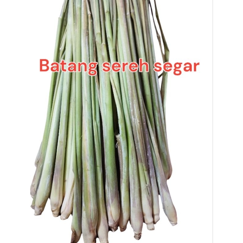 

Batang Sereh Segar