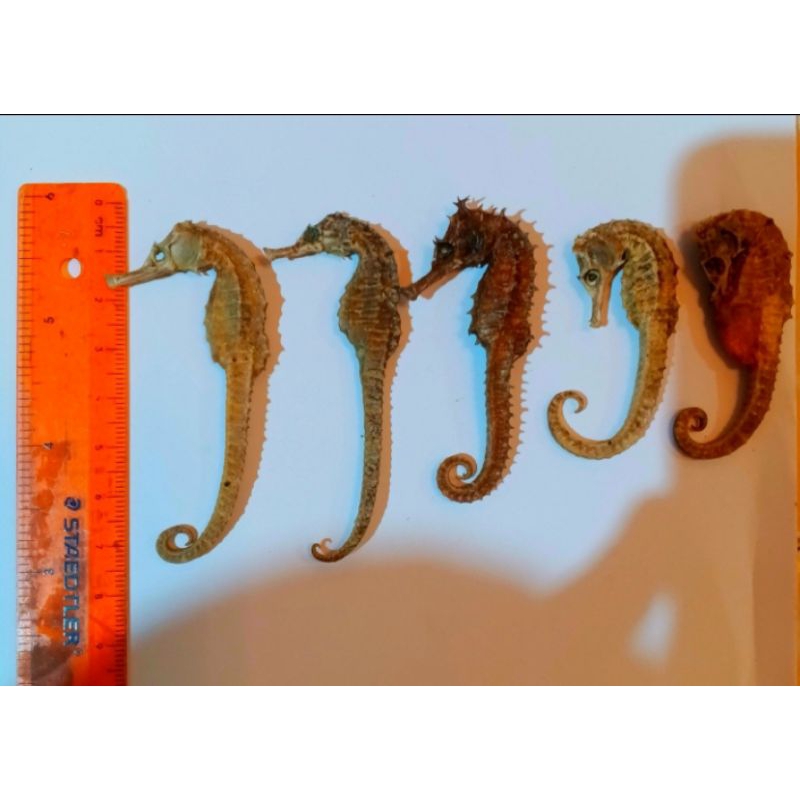 

KL HAI MA GRADE A / KUDA LAUT UKURAN 7 CM 8 CM Termurah