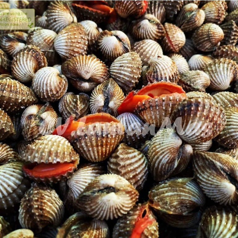 Kerang Dara Segar Kerang Dara 1Kg Kerang Darah Seafood Kerang Laut Segar