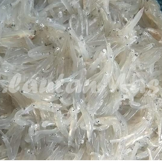 

Ikan Teri Nasi Segar Ikan Teri Nasih Basah Segar Teri Medan Teri Nasi Tawar EMPASI 1Kg