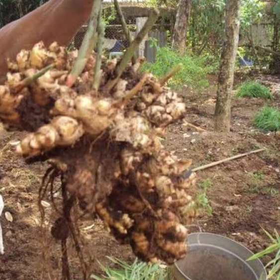 

Jahe Emprit Fresh 1 Kg