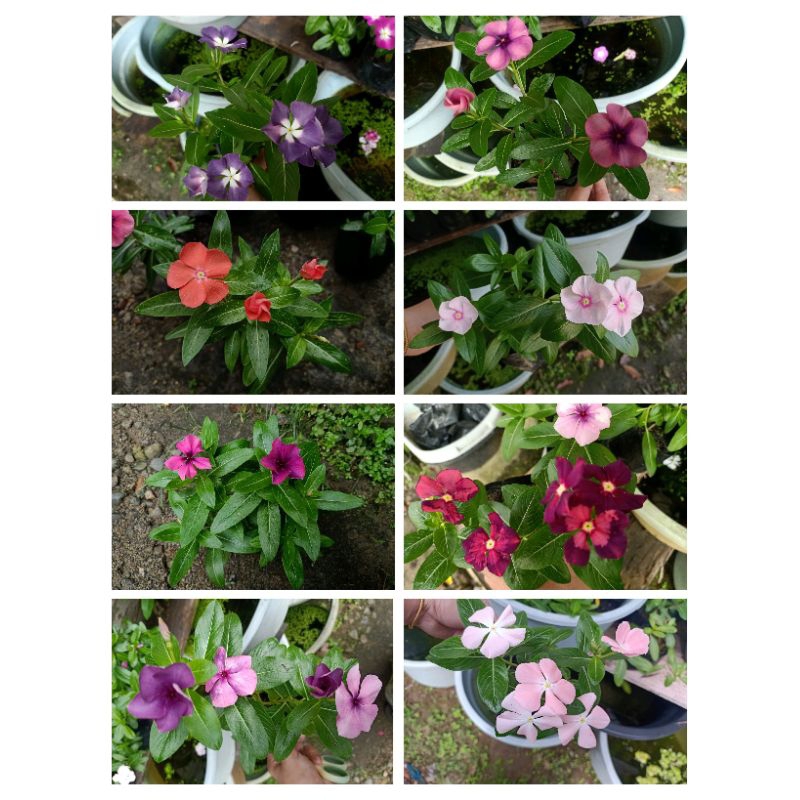 Bunga vinca hidup / tanaman vinca / tapak dara / geranium