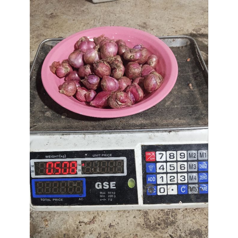 

bawang merah tanggung