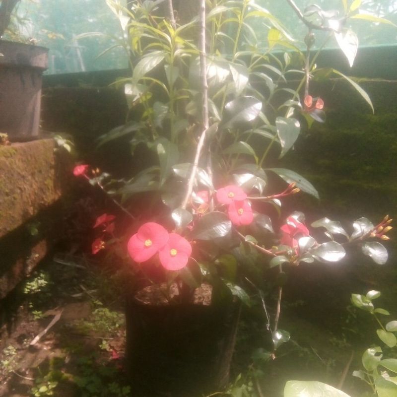 bibit bunga euphorbia tanpa duri