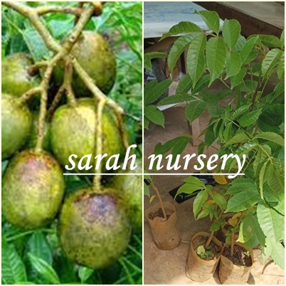 Sarah nursery bibit tanaman kecencem kedondong hutan - beragam manfaat kesehatan