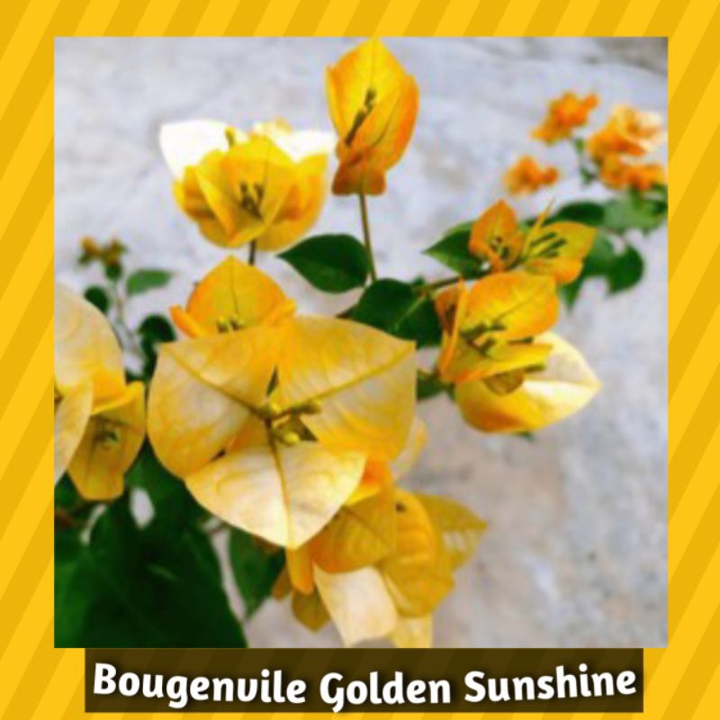 Bugenvile Golden Sunshine ORI/ Bugenvil kuning/ Bugenvil Gradasi