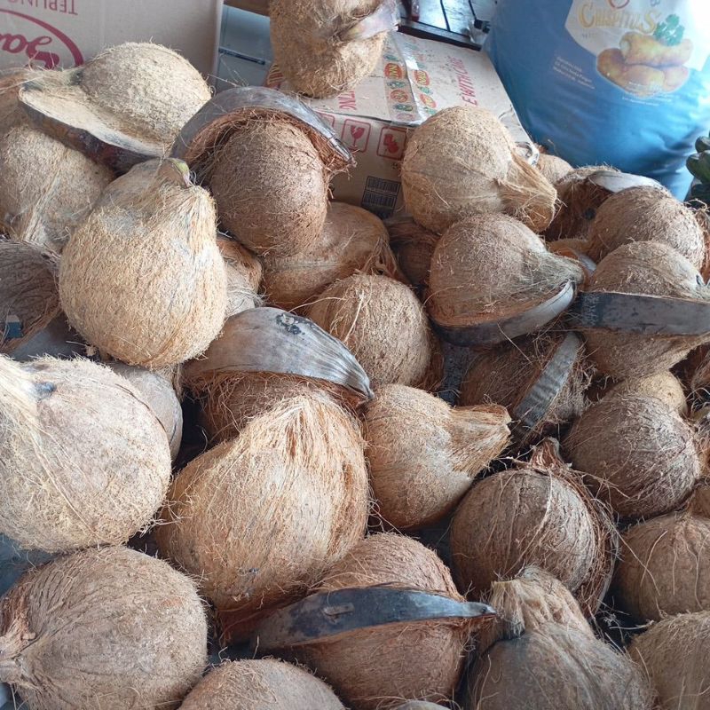 

Kelapa tua / kambil Super lokal ngrayun ponorogo ukuran Besar berat di atas 1kg
