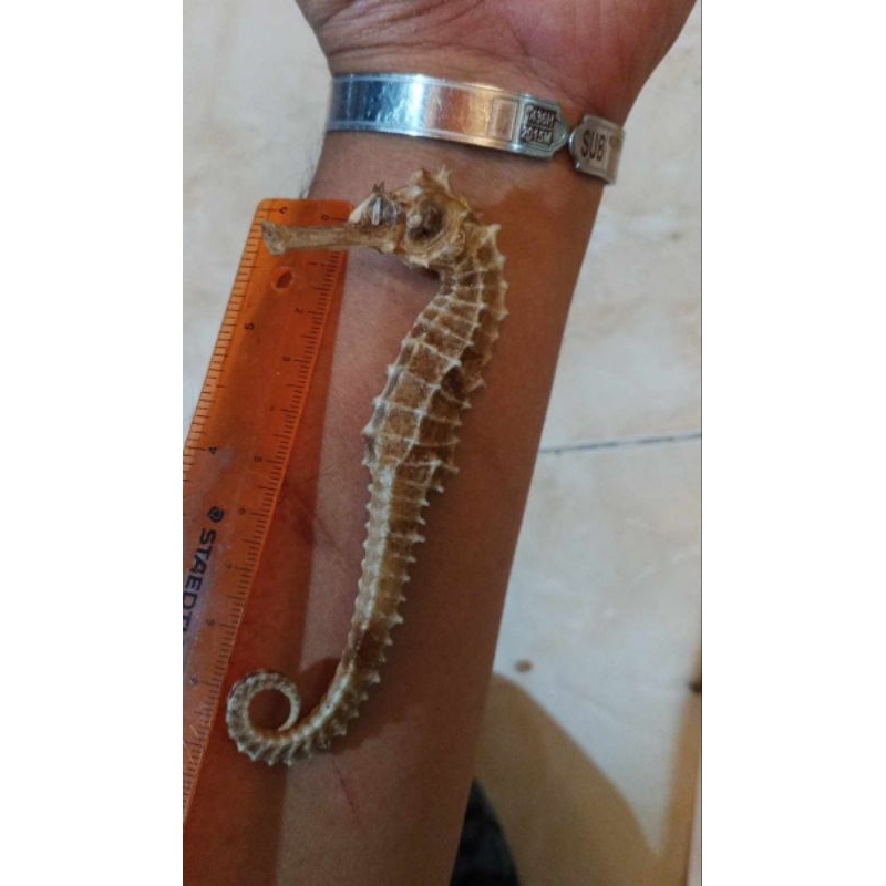 

KUDA LAUT KERING UK 12-15 CM KULITAS GRADE A