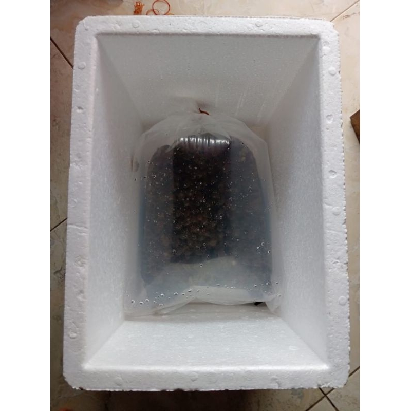 Kodok Hidup pakan predator.