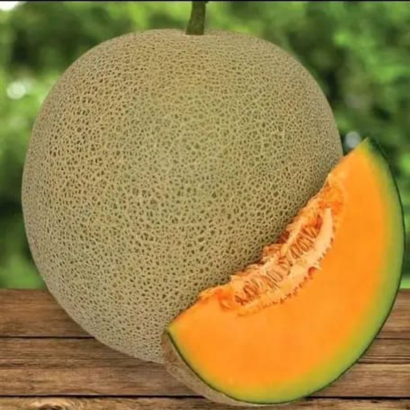

Buah Melon Madu