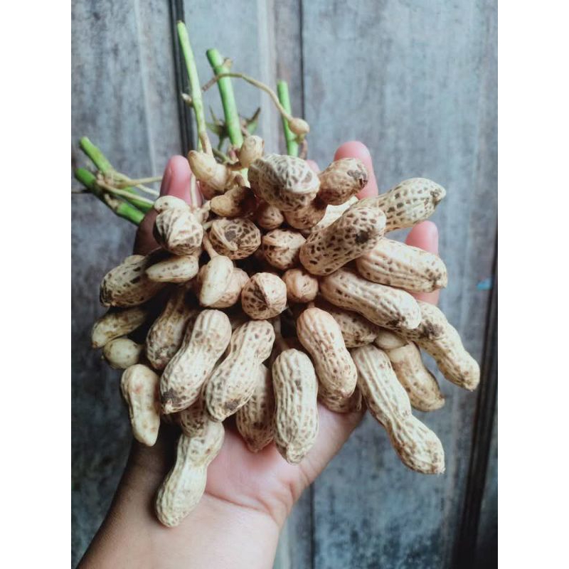 

Kacang Tanah Mentah 1kg