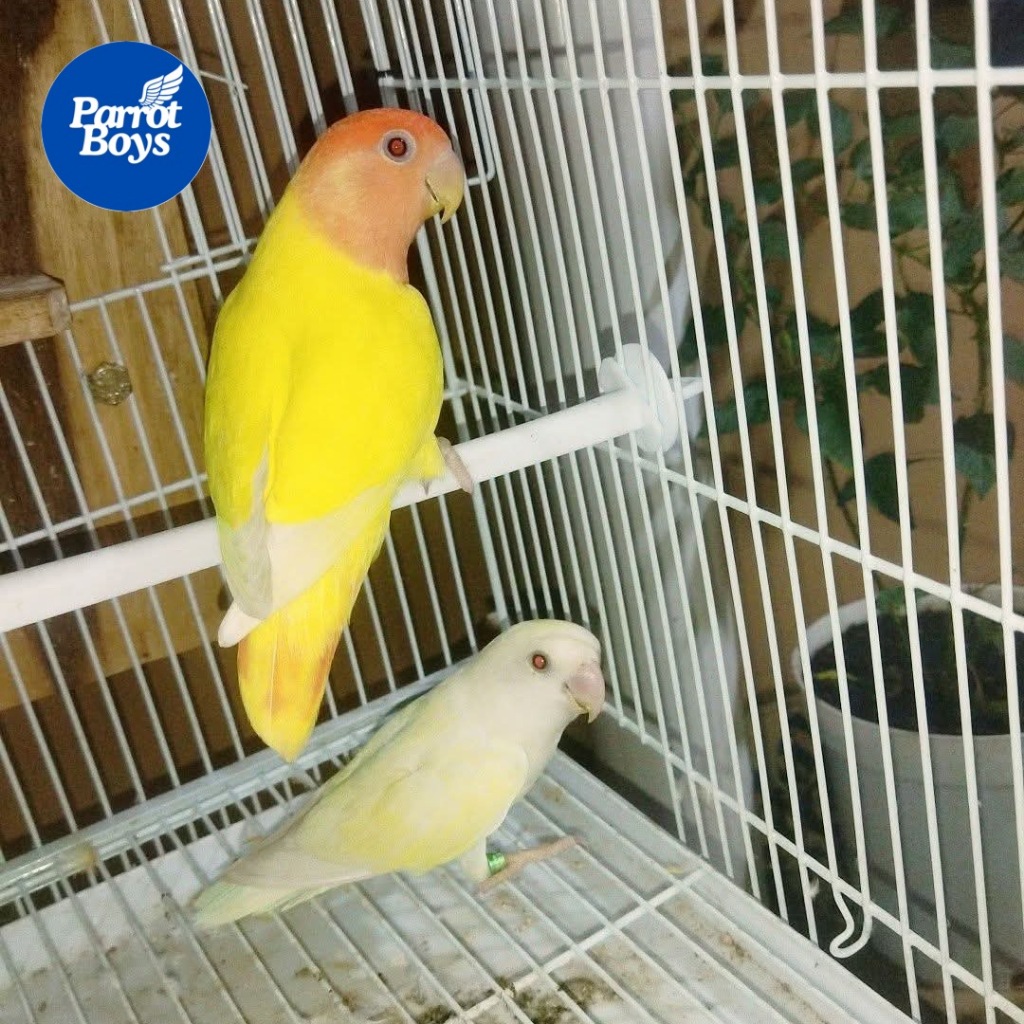 ParrotBoys - Burung Lovebird Induk Nonklep / Holland / Roseicollis - Cremino MM x Lutino Mata Merah