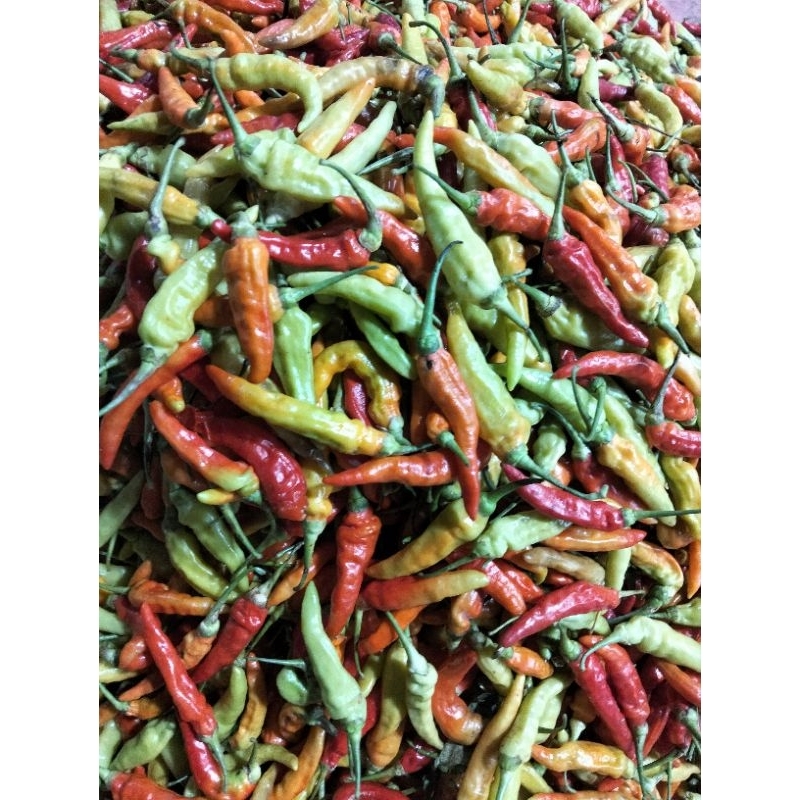

cabe caplak ori