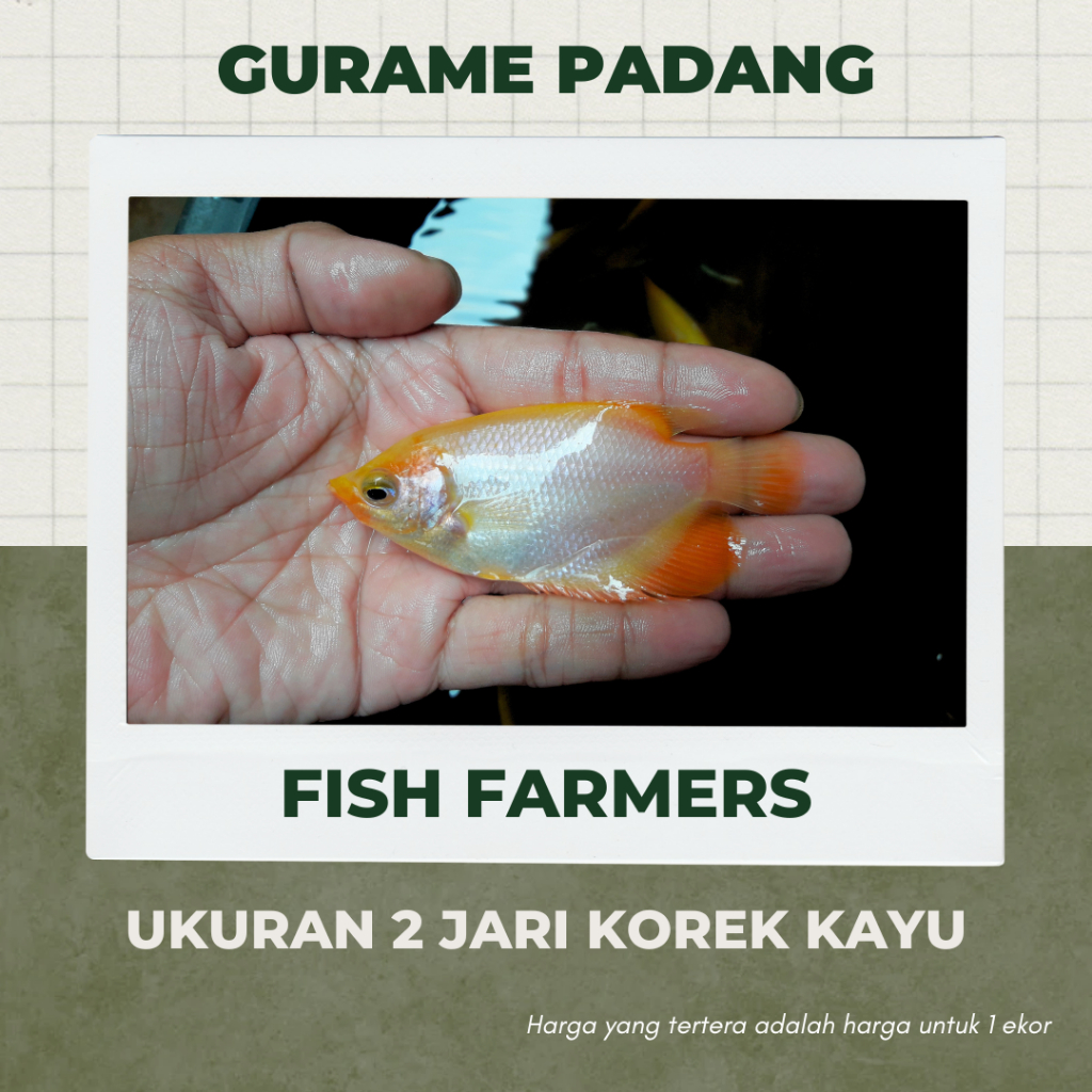 PALING MURAH Gurame Padang Korek Kayu 2 Jari