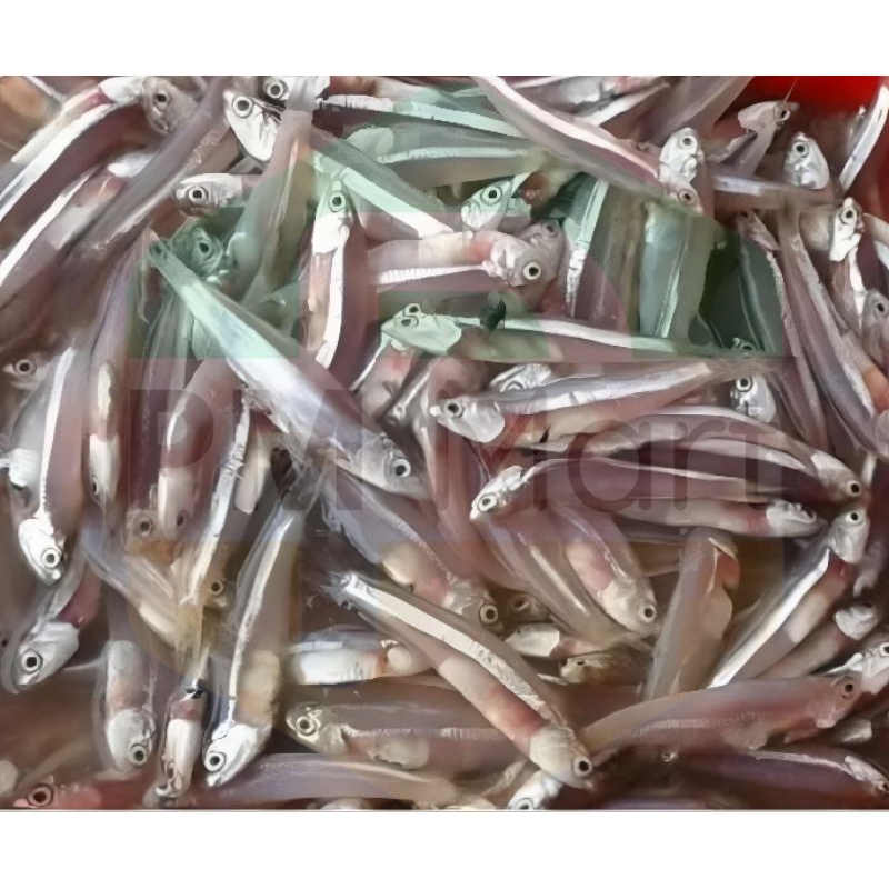 

Teri Jengki Basah 250 Gram