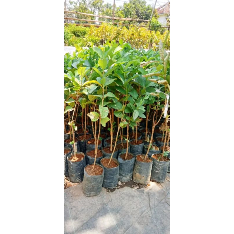 

jambu kristal putih
