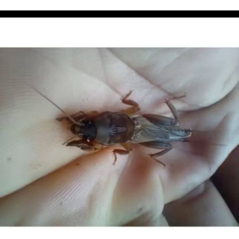 umpan mancing ikan bawal orong orong sawah per/10 ekor