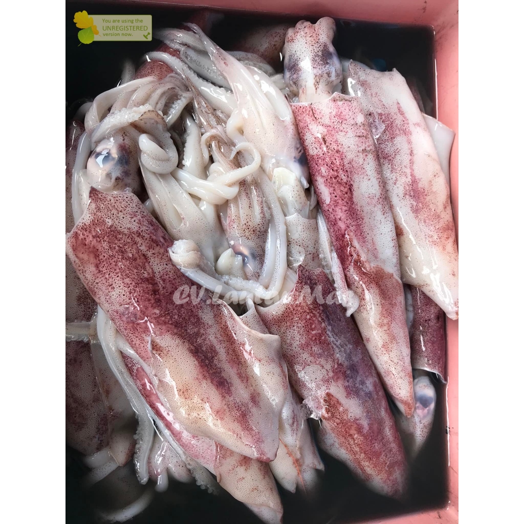 

Cumi Merah Jumbo Cumi Merah Segar 1Kg