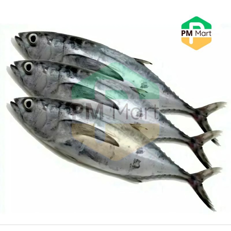 

Ikan Tongkol Segar 500 Gram