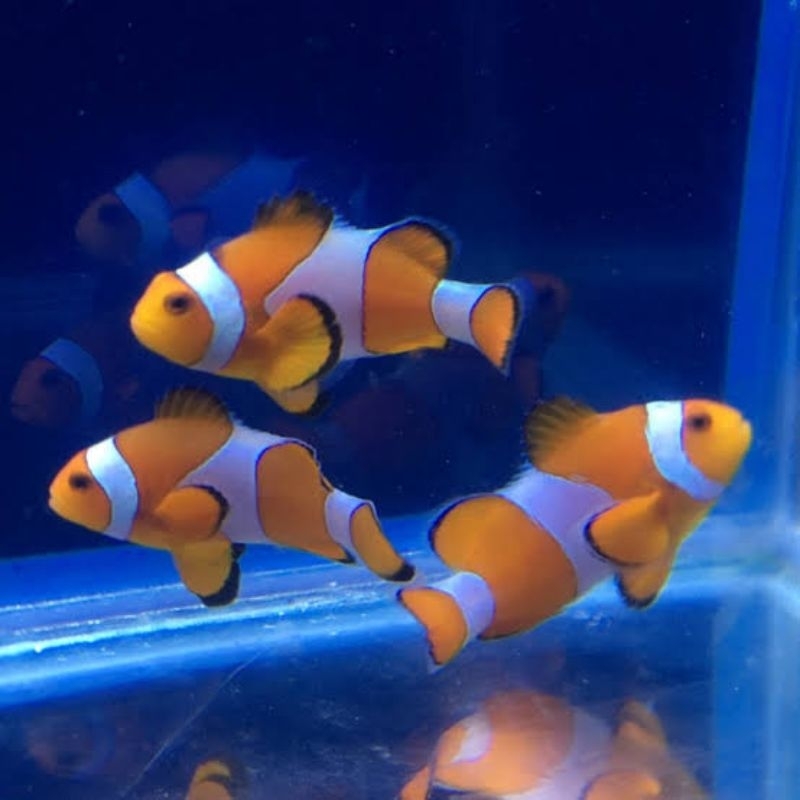 ikan hias laut Nemo clownfish