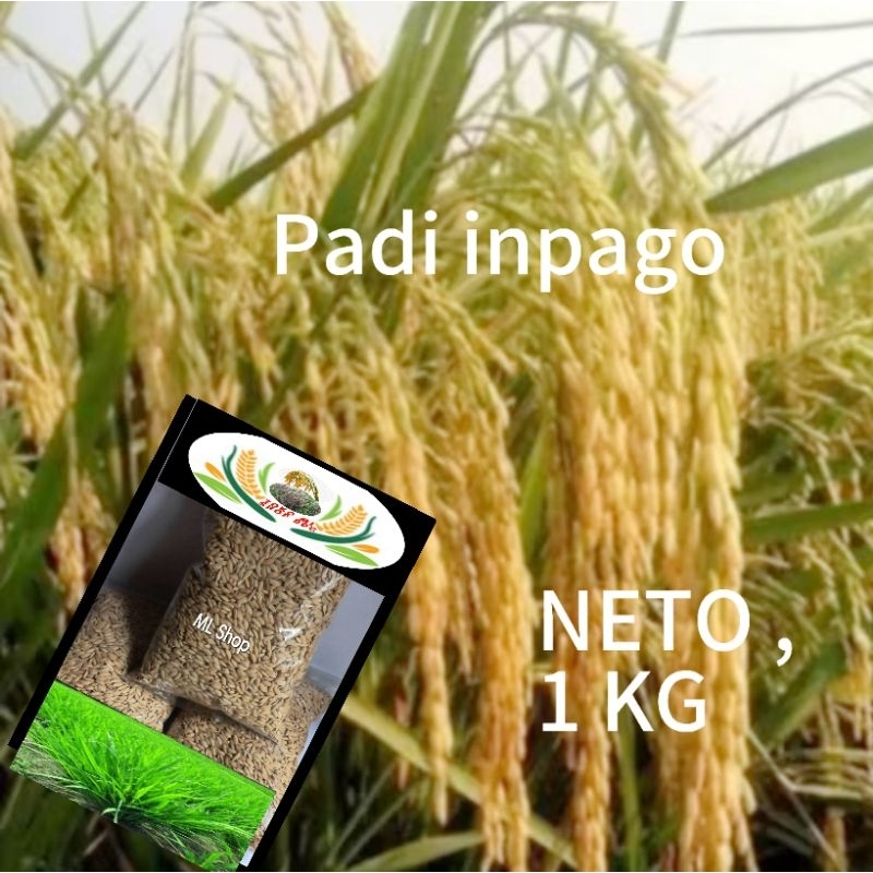 

Jual bibit padi INPAGO 13 LOKAL beras putih 500 gram