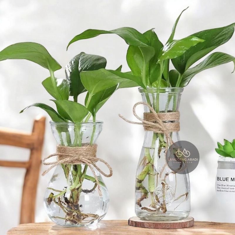 Vas Kaca 500ml | Vas Kaca Balon | Vas Kaca Bulat | Vas Tanaman Hias | Vas Tanaman Hidup | Vas Kaca H