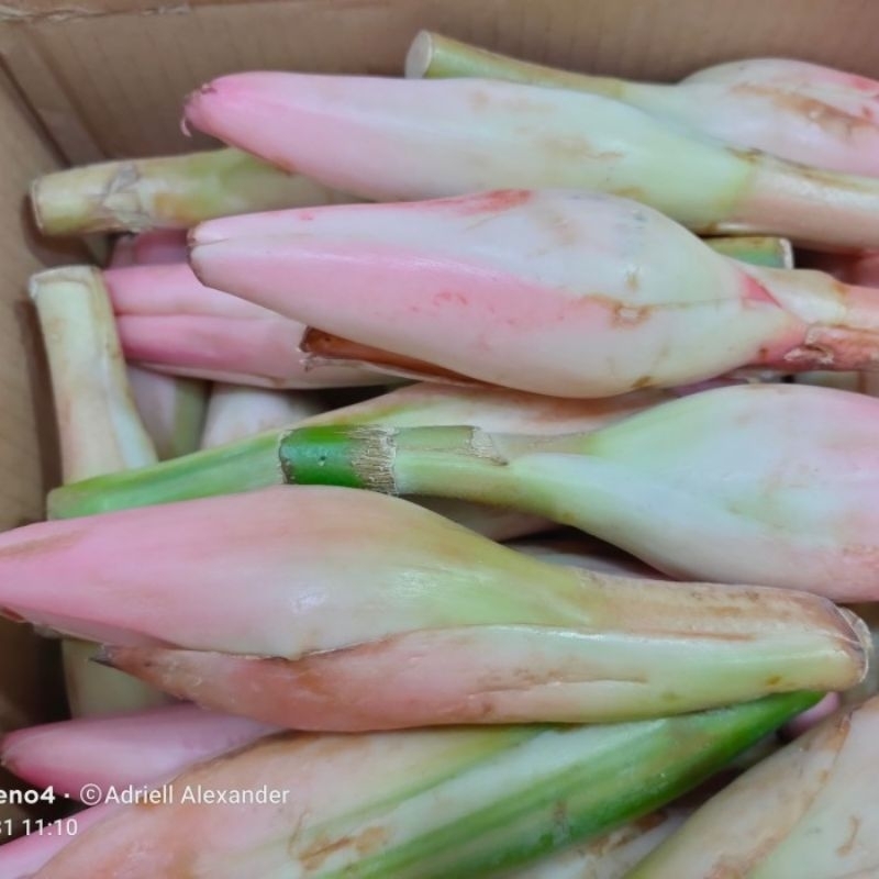 

bunga kecombrang bunga henje kincung segar 500g