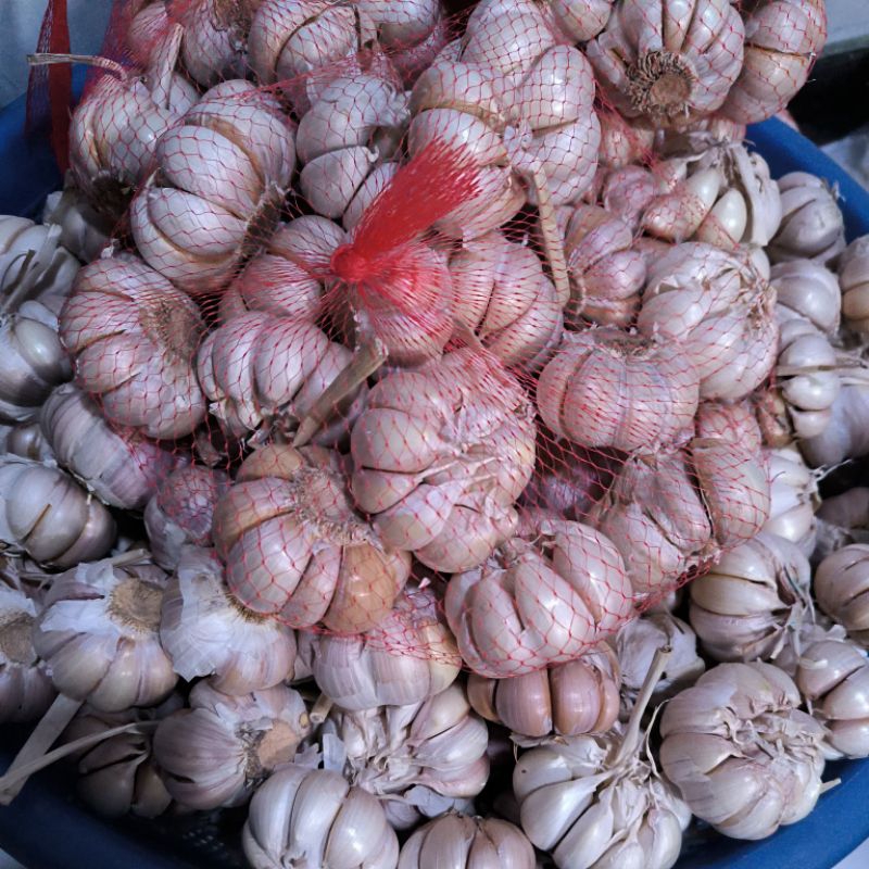 

bawang putih sinco/honan
