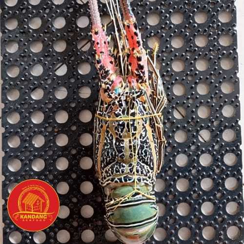 

Lobster Fresh Frozen Seafood