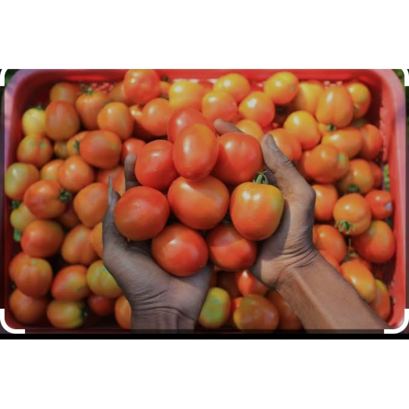 

tomat terlaris per 1kg super tomato