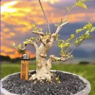 Bonsai Anting Putri Prospek 2