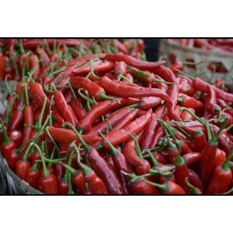 

cabe merah fresh bagus per 1kg