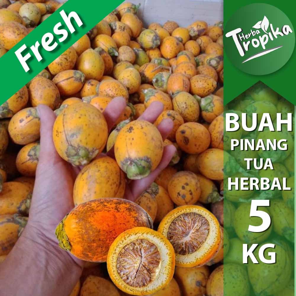 

Paket Kargo Buah Pinang Tua 5 kg toko herba tropika